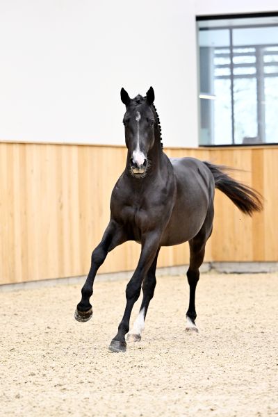 DEVIL 2000 Z - LIGHT-FOOTEDNESS, CLASS AND POWER! | Studfarm Zangersheide